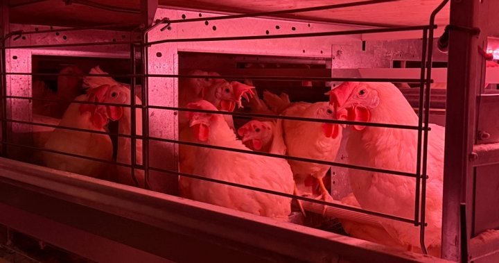 chickens Newspack Canada